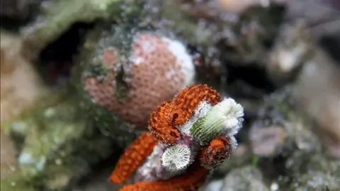 Vista de un coral en las playas de Arraial d'Ajuda, en Bah&iacute;a (nordeste de Brasil). EFE/Archivo