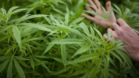 <p>Marihuana</p>